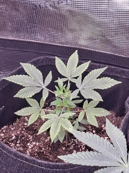Pure MICHIGAN  BX. Week 3