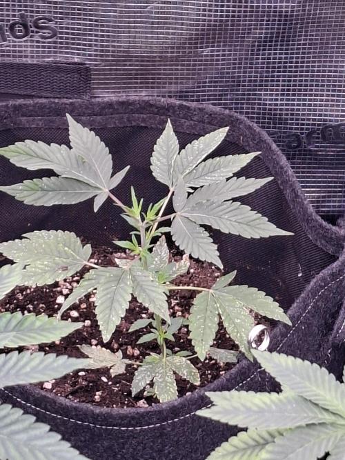 Pure MICHIGAN  BX. Week 3