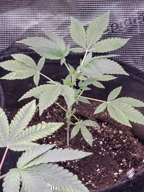 Pure MICHIGAN  BX. Week 3