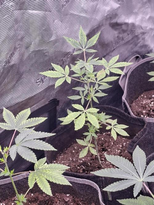 Pure MICHIGAN  BX. Week 3