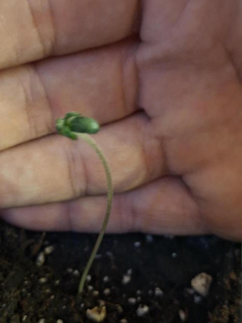 Cosmic Pop Rocks. Week 1