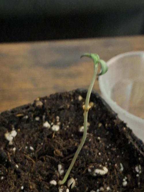 Grow Tent 5x5x6.5. Week 1