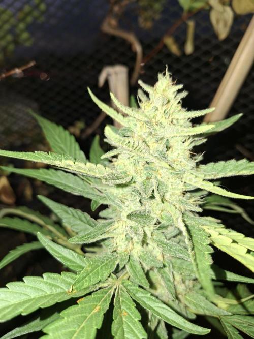 Mendo Frost Fast Bud Outdoor. Week 5