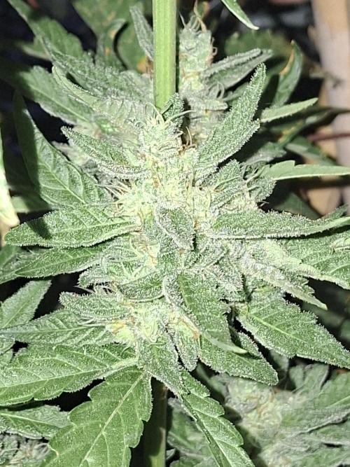 Mendo Frost Fast Bud Outdoor. Week 5
