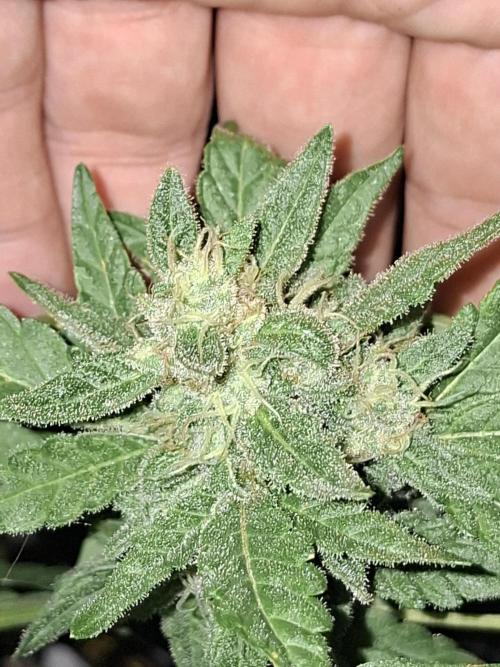 Mendo Frost Fast Bud Outdoor. Week 5