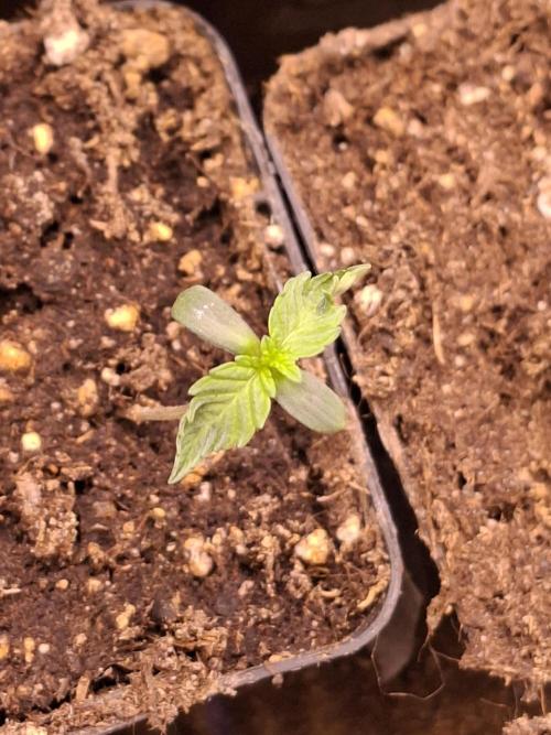 Cosmic Pop Rocks. Week 1