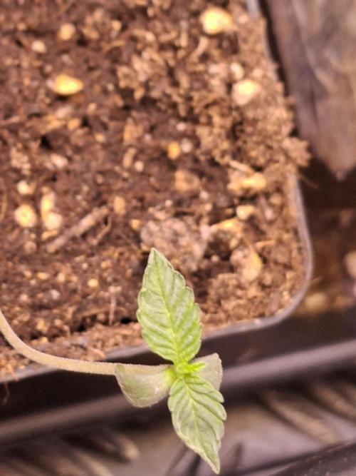 Cosmic Pop Rocks. Week 1
