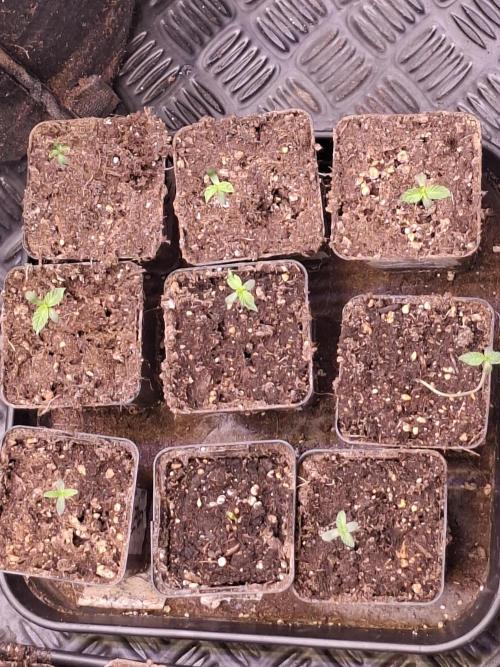 Cosmic Pop Rocks. Week 1
