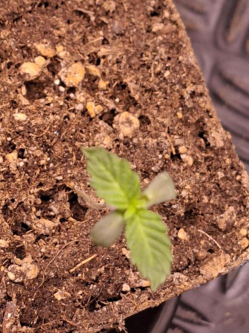 Cosmic Pop Rocks. Week 1