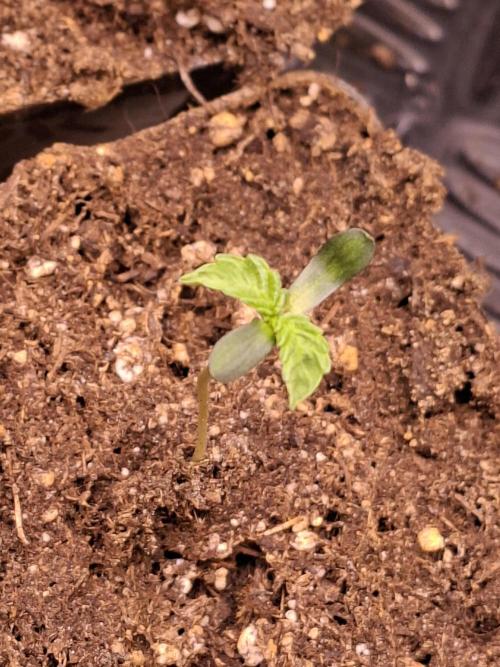 Cosmic Pop Rocks. Week 1