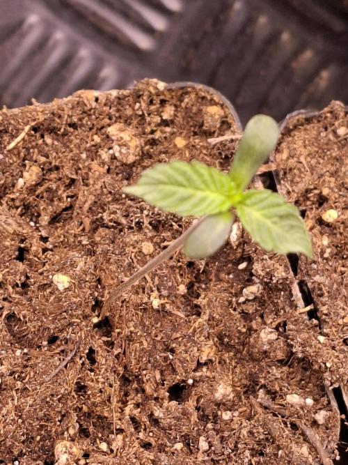 Cosmic Pop Rocks. Week 1