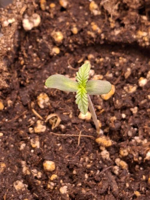 GMO x Sherb Crasher. Week 1