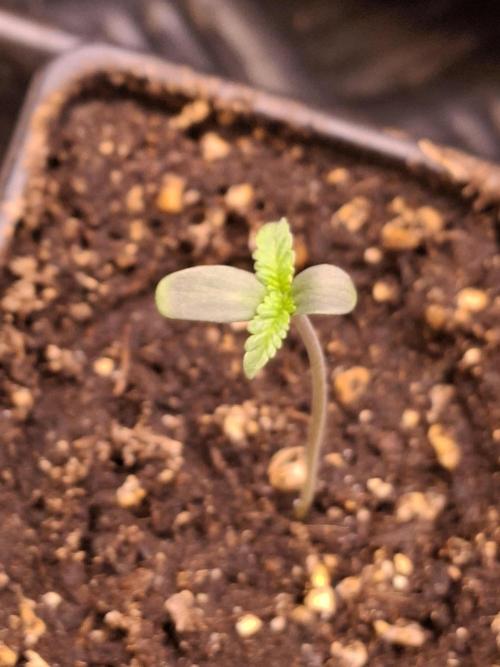GMO x Sherb Crasher. Week 1