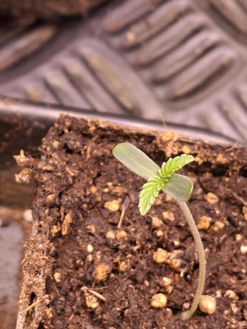 GMO x Sherb Crasher. Week 1
