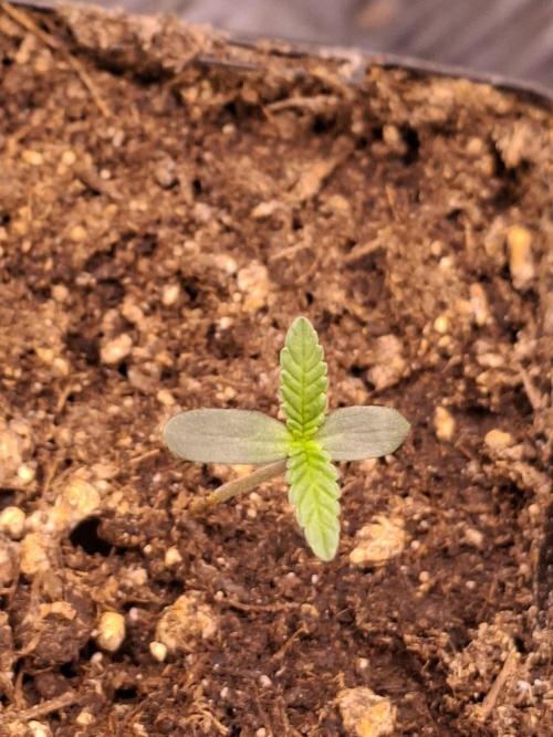 GMO x Sherb Crasher. Week 1
