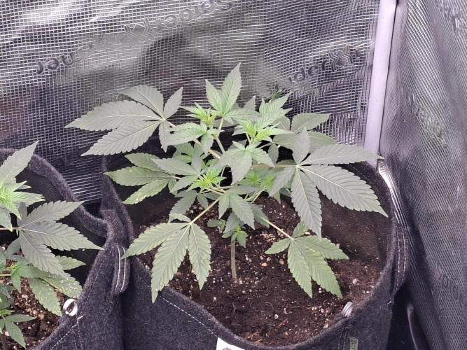 Pure MICHIGAN  BX. Week 4