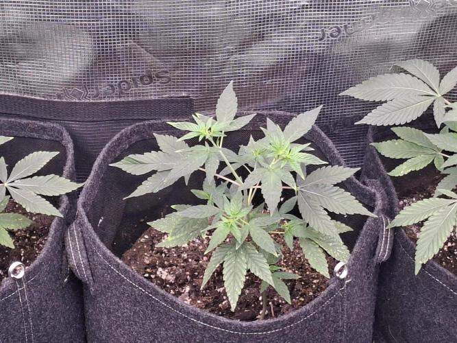 Pure MICHIGAN  BX. Week 4