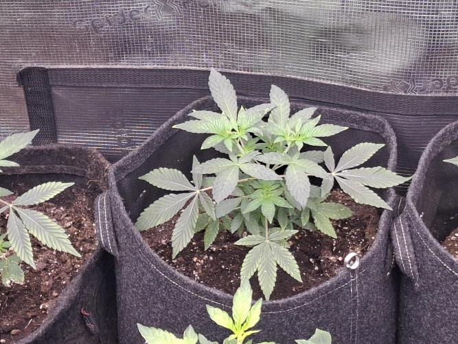 Pure MICHIGAN  BX. Week 4