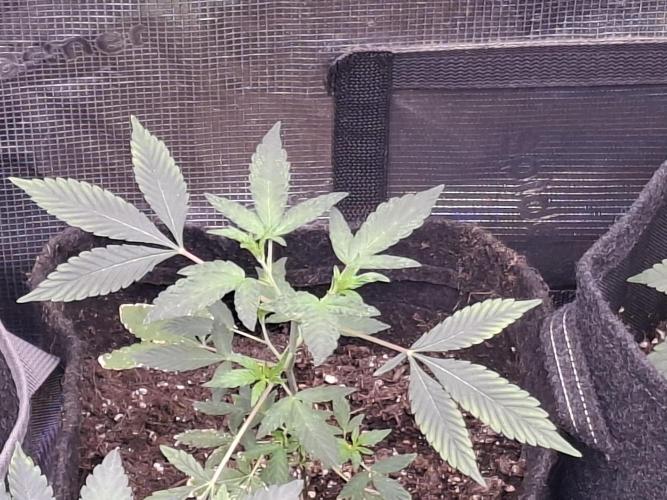 Pure MICHIGAN  BX. Week 4