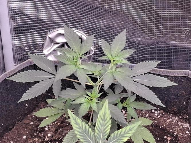 Pure MICHIGAN  BX. Week 4
