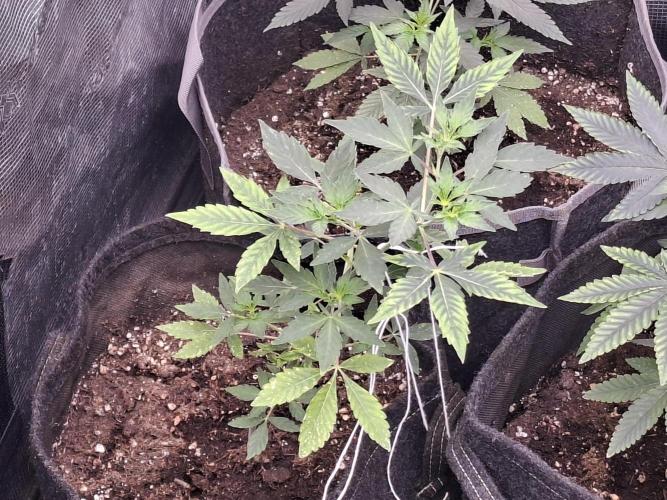 Pure MICHIGAN  BX. Week 4