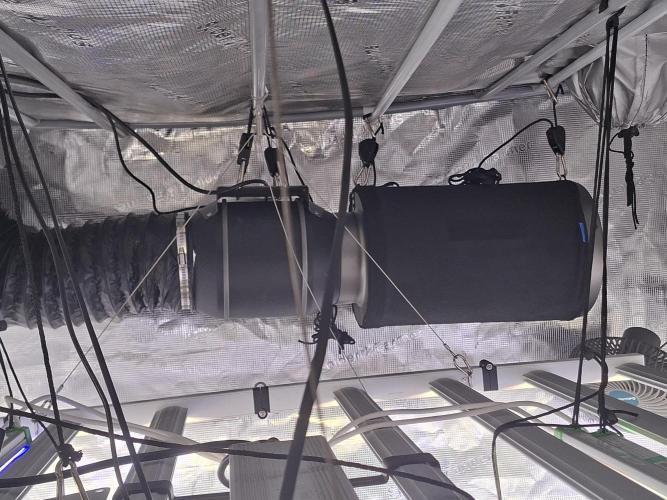 Rainbow Belts 3.0. Week 5