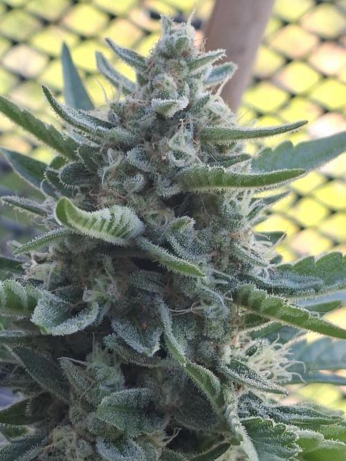 Mendo Frost Fast Bud Outdoor. Week 6