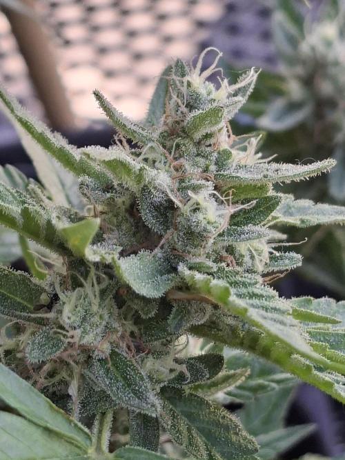 Mendo Frost Fast Bud Outdoor. Week 6