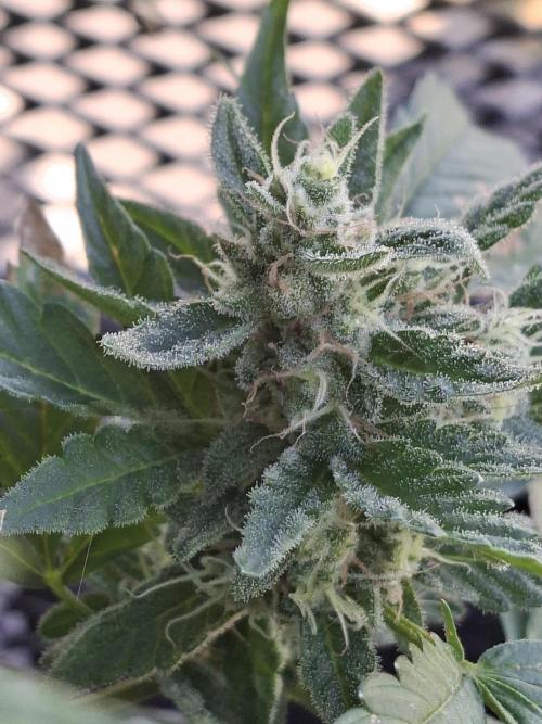 Mendo Frost Fast Bud Outdoor. Week 6