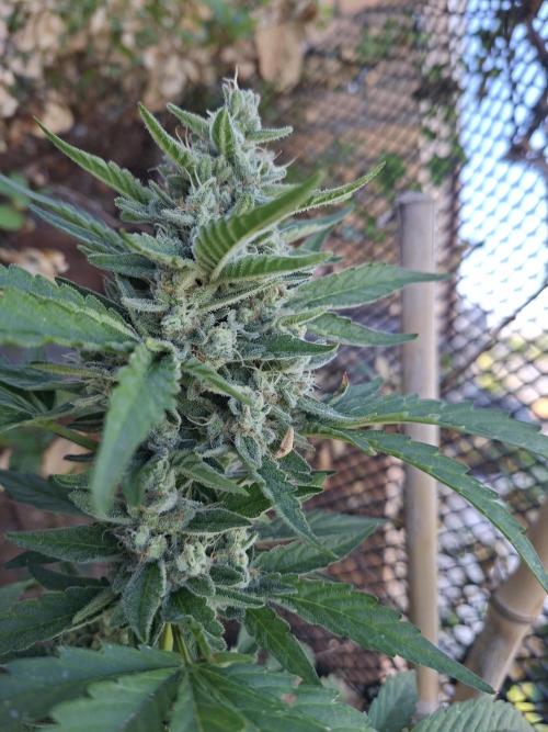 Mendo Frost Fast Bud Outdoor. Week 6