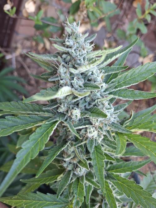 Mendo Frost Fast Bud Outdoor. Week 6