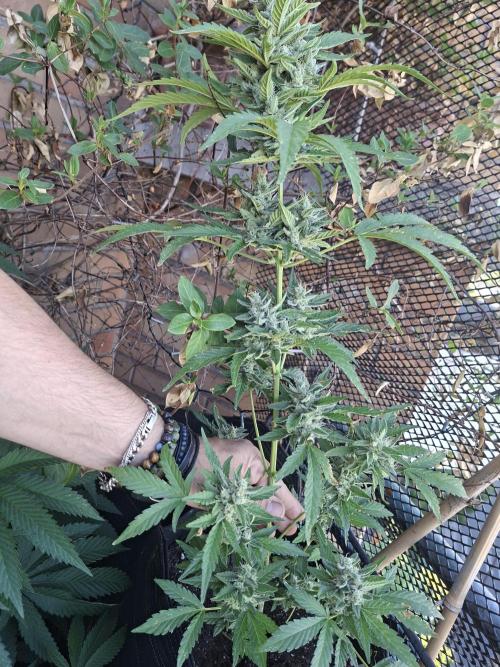 Mendo Frost Fast Bud Outdoor. Week 6
