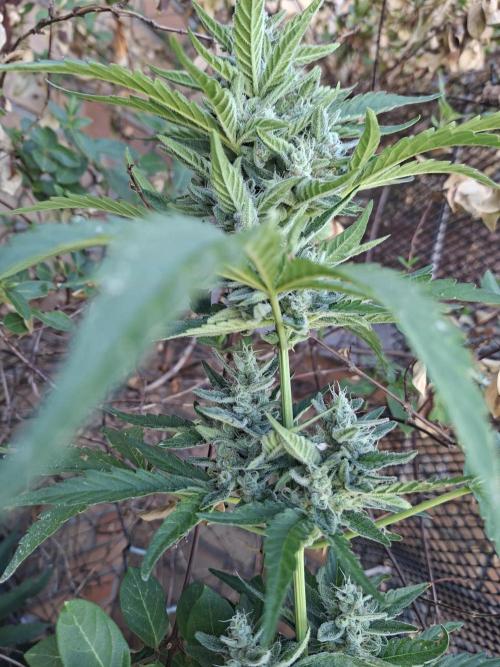 Mendo Frost Fast Bud Outdoor. Week 6