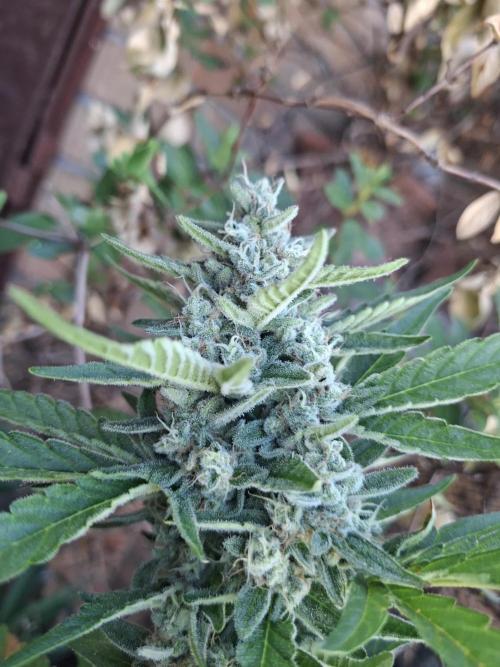 Mendo Frost Fast Bud Outdoor. Week 6