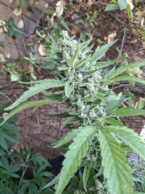Mendo Frost Fast Bud Outdoor. Week 6 - 14/08