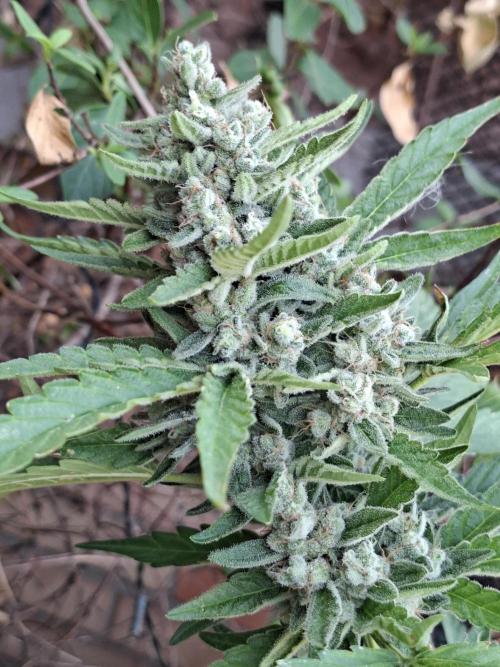 Mendo Frost Fast Bud Outdoor. Week 6 - 14/08