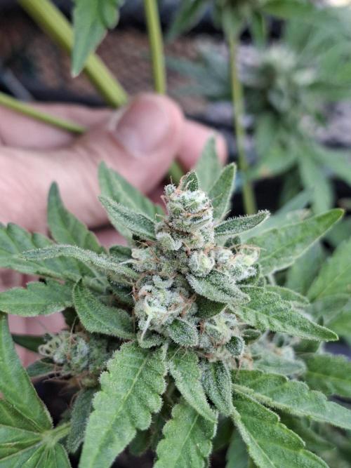Mendo Frost Fast Bud Outdoor. Week 6 - 14/08