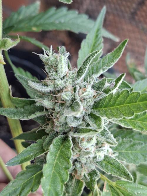 Mendo Frost Fast Bud Outdoor. Week 6 - 14/08