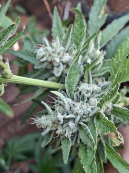 Mendo Frost Fast Bud Outdoor. Week 6 - 14/08