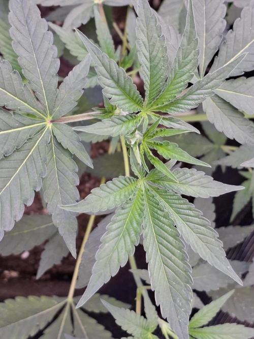 Pure MICHIGAN  BX. Week 5 - 14/08
