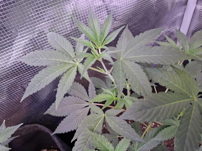 Pure MICHIGAN  BX. Week 5 - 14/08