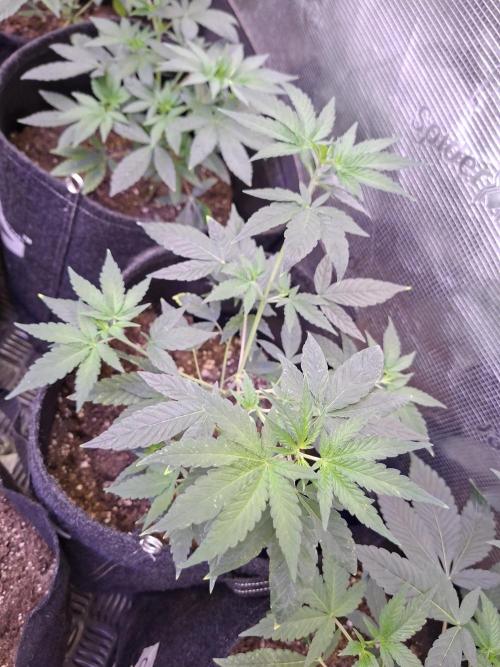 Pure MICHIGAN  BX. Week 5