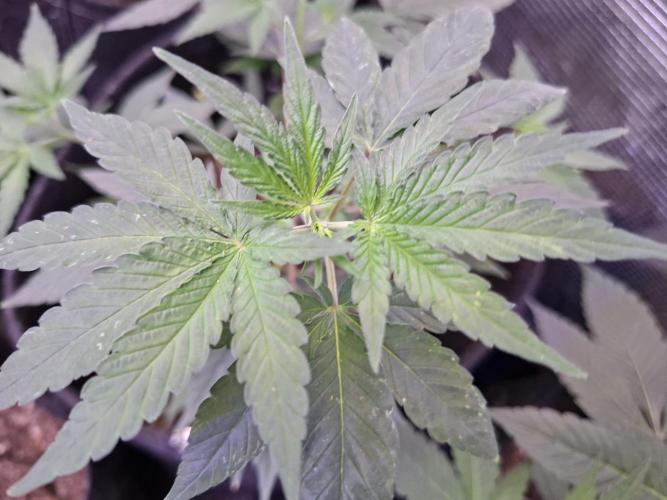 Pure MICHIGAN  BX. Week 5 - 14/08
