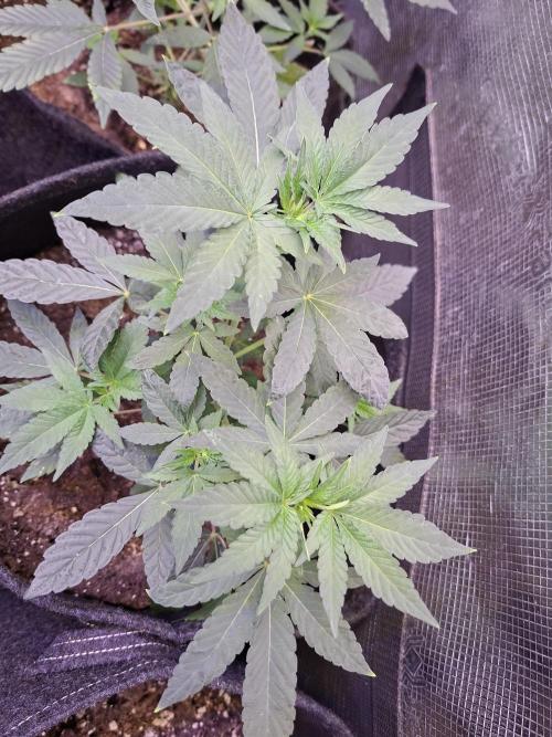Pure MICHIGAN  BX. Week 5 - 14/08