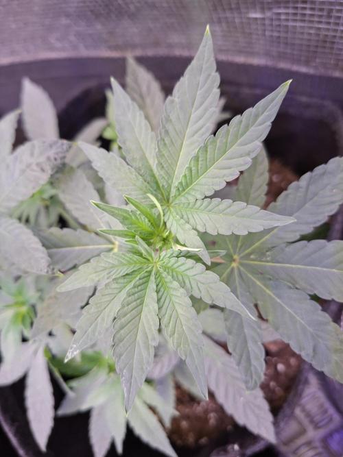 Pure MICHIGAN  BX. Week 5 - 14/08