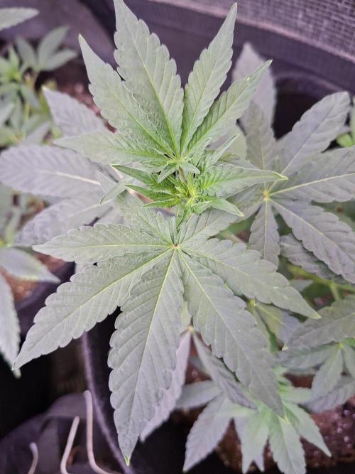 Pure MICHIGAN  BX. Week 5 - 14/08