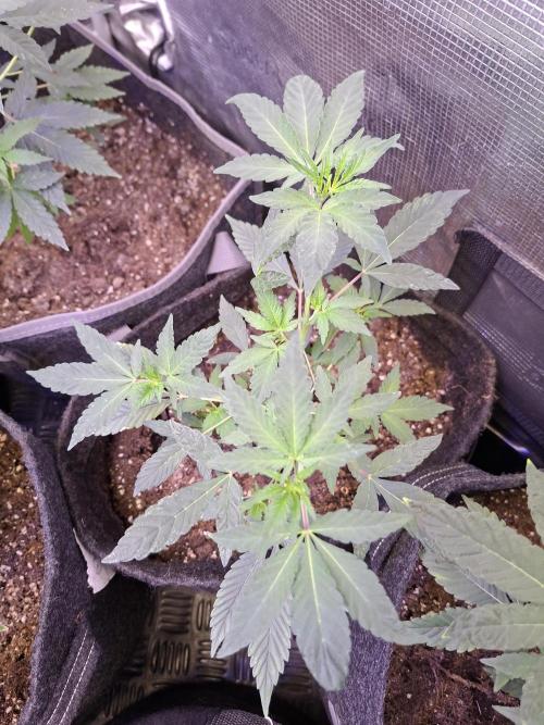 Pure MICHIGAN  BX. Week 5 - 14/08