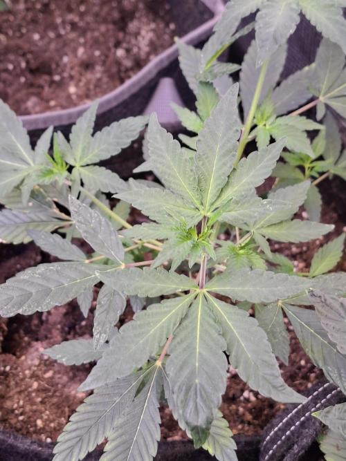 Pure MICHIGAN  BX. Week 5 - 14/08