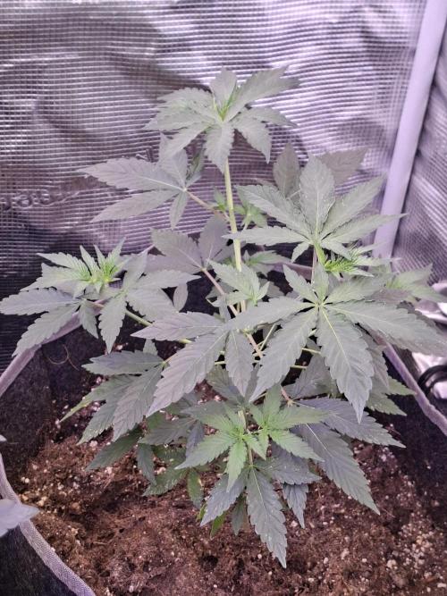 Pure MICHIGAN  BX. Week 5 - 14/08