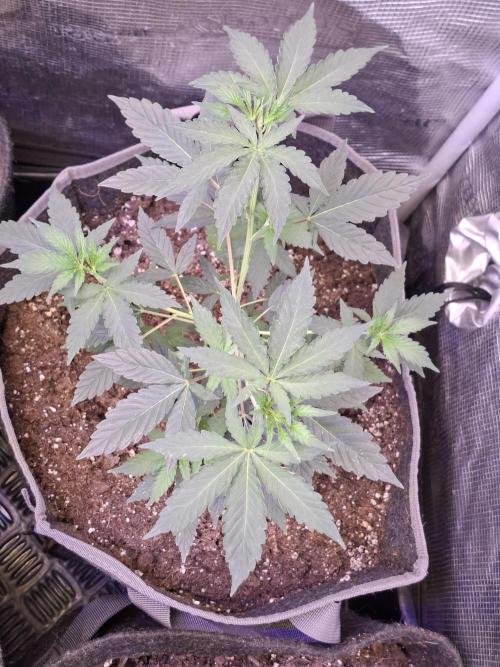 Pure MICHIGAN  BX. Week 5 - 14/08